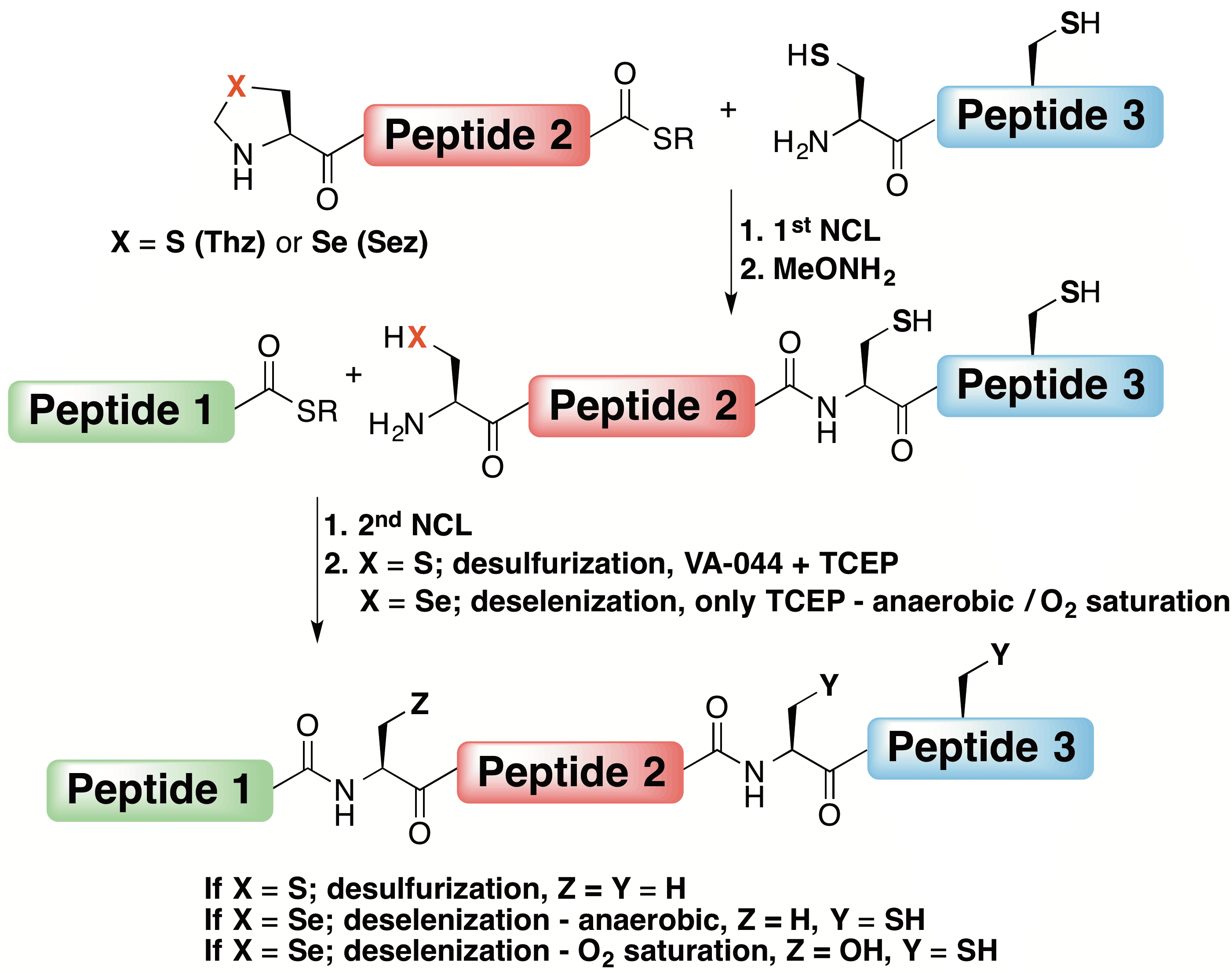 The first sequential native chemical ligation / selective deselenization reaction